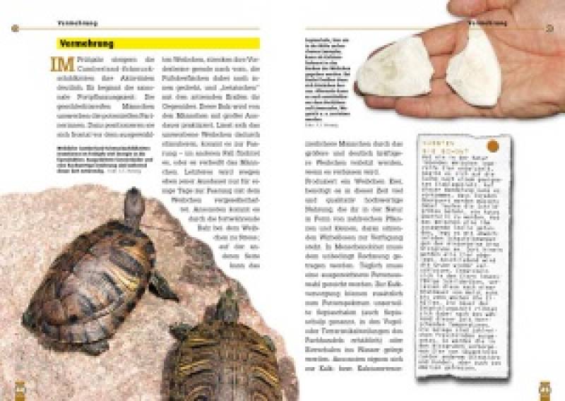 Preview: Die Cumberland-Schmuckschildkröte